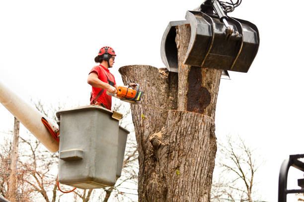 How Our Tree Care Process Works  in  Mayville, WI