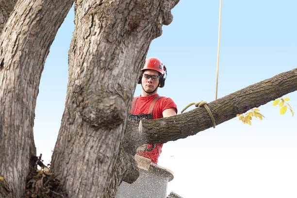 Trusted Mayville, WI Tree Services Experts